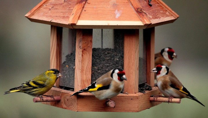 Les beaux jours arrivent… Pensez à arrêter progressivement le nourrissage des oiseaux !